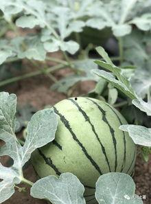 今日吃瓜热门大瓜必看大瓜网红,揭秘网红大瓜，吃瓜群众必看！