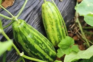 朝阳吃瓜群众什么意思 91黑科网吃瓜在线,91黑科网吃瓜在线，揭秘网络热点背后的真相