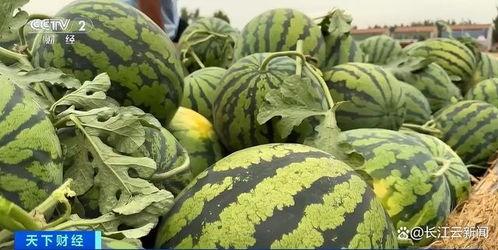 瓜老师 热门大瓜每日必吃大瓜合集,每日必吃大瓜合集深度解析